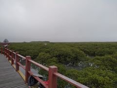 -北海金海湾红树林生态旅游区