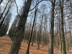 -渌洋湖湿地公园