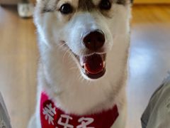 -Husky Go! 哈士奇体验馆·宠物咖啡厅狗咖