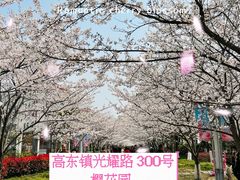 -高东镇樱花园