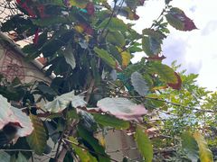 -豆舞咖啡(民乐路店)