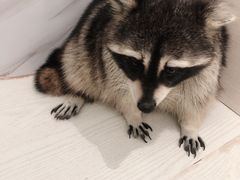 -浣熊柯尔鸭土拨鼠·电玩咖