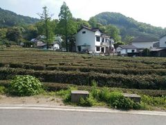 -龙井村