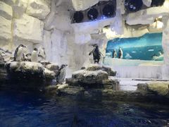 -华夏文旅海洋公园