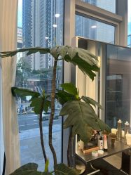 -菲·木田moontin造型salon