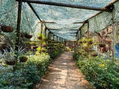 -北海金海湾红树林生态旅游区