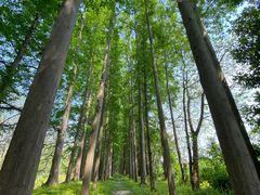 -上海长兴岛郊野公园