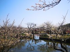 -林屋梅海青梅保护基地