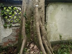 -上海佘山国家森林公园西佘山园