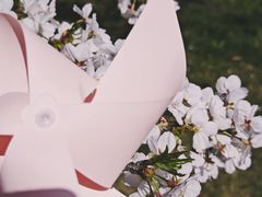 -顾村公园