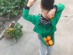 -樂桃源奉贤黄桃种植采摘基地