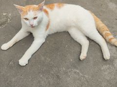 -猫岛主趣味餐厅(鼓浪屿店)