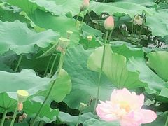 -荷塘月色湿地公园·向阳花洲