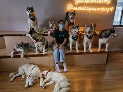 -Husky Go! 哈士奇体验馆·宠物咖啡厅狗咖