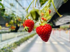 -建德果蔬乐园绪塘草莓基地