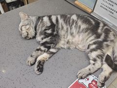 -半岛宠物医院24小时(西派城店)