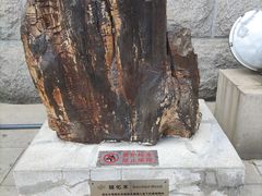 -中国地质博物馆
