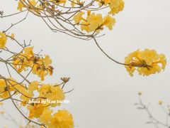 -田园寨农园观光园