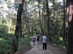 -五营红松林海景区