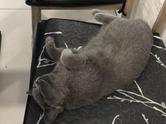 -平行世界·猫咖(首经贸店)