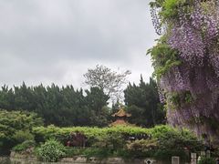 -嘉定紫藤园
