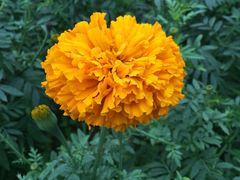 -松山湖梦幻百花洲