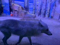 -芜湖新华联大白鲸海洋公园