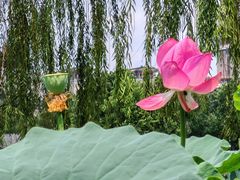 -莲花池公园