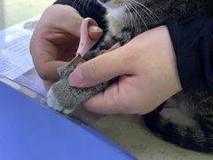 -艾贝尔宠物诊疗