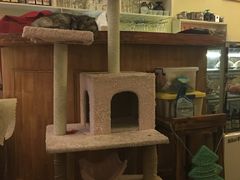 -猫色咖啡·猫咖