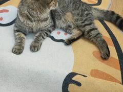 -COLOR PETS 撸猫馆·购猫·猫咖(长风大悦城店)