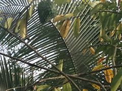 -呀诺达热带雨林