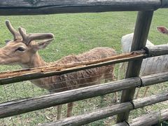 -苏州太湖西山岛开心农场