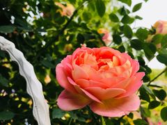 -昆山城市生态森林公园