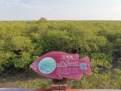 -北海金海湾红树林生态旅游区