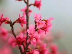 -深圳仙湖植物园