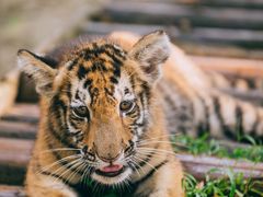 -常州淹城野生动物世界