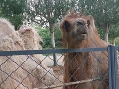 -长白岛森林公园