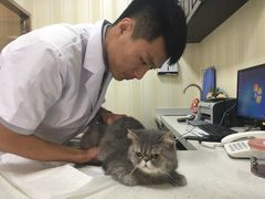 -宠爱国际动物医院· 猫科· 外科·中兽医(长白店)
