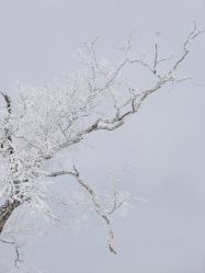 -大秃顶子山