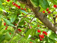 -樱桃山旅游景区