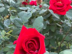 -人民公园(罗湖区)