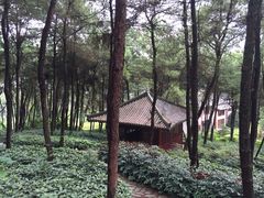 铁山坪森林公园-铁山坪森林公园