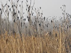-盐城丹顶鹤湿地生态旅游区