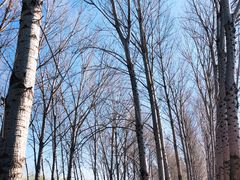 -东郊湿地公园