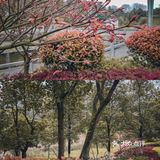 🌸春暖花开·游园怀旧，铭记历史