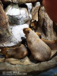 -Zoolung Zoolung动物主题公园(海信广场店)