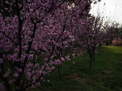 -上海共青森林公园