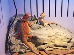 -Rabbit Cafe私房西餐甜点咖啡(栖霞路店)