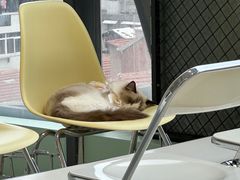 -怪兽屋·羊驼·猫咖·狗咖(俊华广场店)